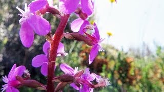 Stylidium trigger plant dynamic pollination [upl. by Dhaf780]