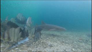 Sharks And Snapper In The Boynton Beach Inlet [upl. by Auqenet433]