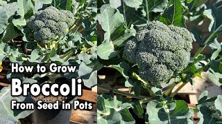 How to Grow Broccoli from Seed in Containers  From Seed to Harvest  Easy Planting Guide [upl. by Torrell61]