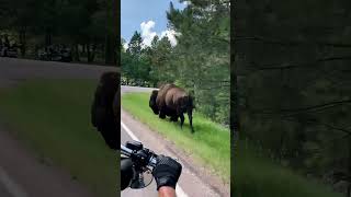 Bison amp Bikers on Way to Sturgis [upl. by Norse791]