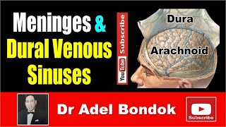 Meninges and Dural Venous Sinuses Dr Adel Bondok [upl. by Arihsan870]