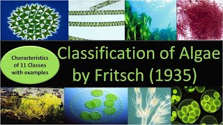 Classification of Algae by Fritsch  11 classes with characteristics and examples [upl. by Luciana]