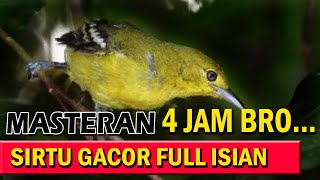 masteran sirtu gacor full isian istimewa 4 jam [upl. by Duky498]