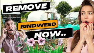 How to Remove Bindweed  Proven method that Works [upl. by Esertak928]