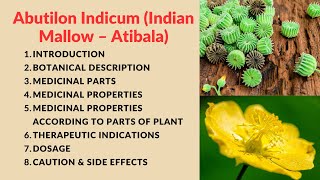 Abutilon Indicum Indian Mallow – Atibala Kangi Plant explain in detail [upl. by Hartzke]