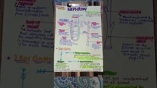 Nephron physiology and biology [upl. by Tandi791]