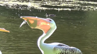 Pelican vs Pigeon  St James Park [upl. by Monique572]