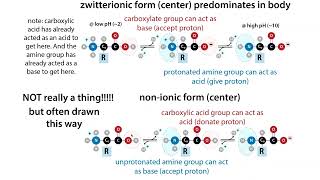 What quotresiduesquot are how they compare and relate to amino acids and why the distinction may matter [upl. by Parthen]