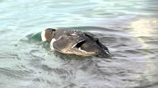 Razorbill hunting Venice North Jetties [upl. by Nidia]