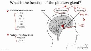 822 Pituitary Gland Structure and Function [upl. by Anehta]