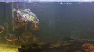 Amazon Piranha Red Belly Feeding Carp Makan Piranha WARNING LIVE FEEDING [upl. by Daus]