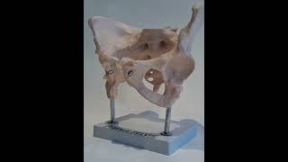 Human Anatomy Model Female Pelvis anatomy humananatomy artsy educational lunganatomy medical [upl. by Lynnea]