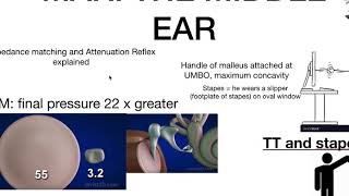 attenuation reflex explained ear physiology with memory queues [upl. by Garnet]