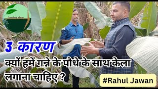 555  Kisan karyashala  गन्ने के साथ केले की सहफ़सली का आइडिया मुजफ्फरनगर Rahul Jawan के साथ। [upl. by Shere]