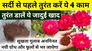 गुलाब पर ये काम सर्दी से पहले तुरंत करें और पाएं ढेरों फूल Rose plant growing tipsRose plant care [upl. by Ydnim]