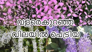 പെട്രിയ പ്ലാന്റ് Petrea well rooted plant for sale [upl. by Seidule]