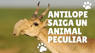 Antílope saiga mini documental [upl. by Haneekas778]