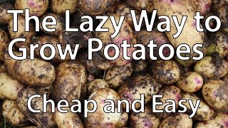 How to Grow Potatoes the Lazy Way Youll Never Need to Dig Again [upl. by Yxel793]