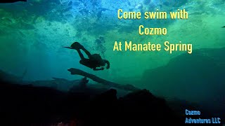 Come swim with Cozmo at Manatee Spring [upl. by Stanly]