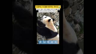 울음 터트린 한국 이모를 오히려 위로하는 푸바오😭 푸바오 fubao 福宝 판다에세이 [upl. by Naujyt]