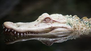 RAREST Reptiles on the Planet [upl. by Avenej]