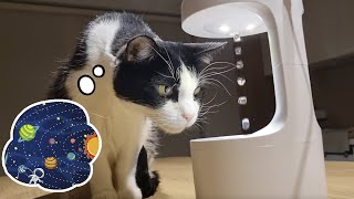 Cat React to AntiGravity Water Drop Illusion [upl. by Karena]