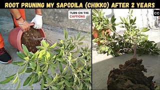 Root Pruning My Chiko Plant Sapodilla After 2 Years TURN CAPTIONS ON [upl. by Rubma]