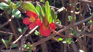 Flowering Quince Plant Profile [upl. by Goth38]