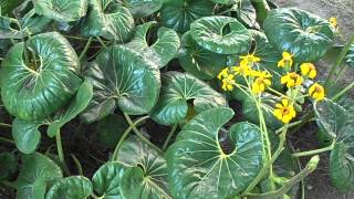 BOINA DE VASCO Farfugium japonicum Ligularia tussilaginea riomoros [upl. by Salohcin]