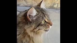 Cats Chirping and Chattering  CAT COMPILATION [upl. by Priestley524]