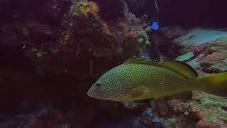 Buceo en la Herradura Cozumel Q Roo [upl. by Annovad118]