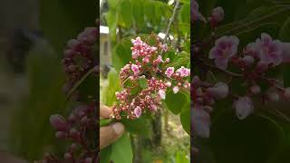 what a pretty carambola flowers carambola [upl. by Antrim384]