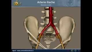 Apparato cardiocircolatorio 19 Arterie iliache [upl. by Nwahsuq]