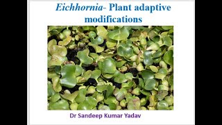 Eichhorniaplant adaptive modifications [upl. by Ahsimik932]