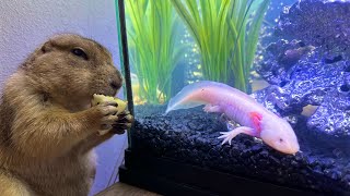 I Fed an Axolotl to my Prairie Dog [upl. by Silloc]