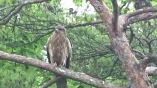 トンビの鳴き声～小沼湖 大沼国定公園 [upl. by Alma]