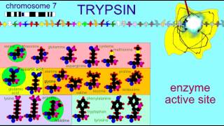 DIGESTIVE ENZMES TRYPSIN 1 [upl. by Sibyls]