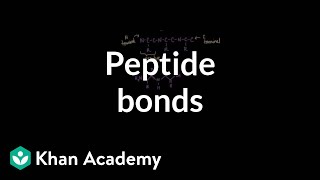 Peptide bonds Formation and cleavage  Chemical processes  MCAT  Khan Academy [upl. by Nadine]