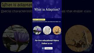 What is Adaptation  How Adaptation In Animals Work  Animal Adaptations  Science shorts [upl. by Jobina]