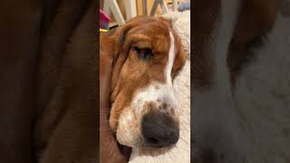 😴💤🥱 eleanor basset sleep cute viral short EleanorTheBasset [upl. by Hartzel]