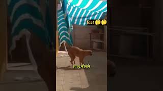 कुत्ते की मदद 🤔🤗🤗 facts animals dogfacts dogtrending virelreels factshorts shorts [upl. by Nairdna702]