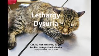 An 11yearold cat is lethargic and pees little Why Pt 12 [upl. by Atined300]