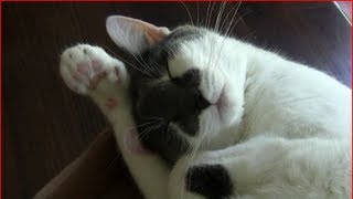 Cute Cat Sleeping and Snoring [upl. by Mic]