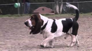 Secrets Of The Dog Park  Basset Hound [upl. by Ayat]