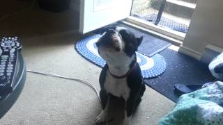 Boston Terrier howling to a harmonica [upl. by Carolina]