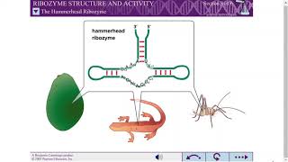 RIBOZYME STRUCTURE AND ACTIVITY [upl. by Aydin]