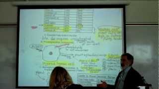 PROSTAGLANDINS TRIGLYCERIDES amp PHOSPHOLIPIDS by Professor Fink [upl. by Molohs]