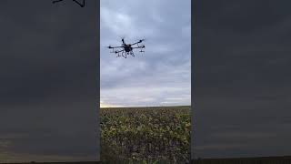 Desiccation of sunflowers with the Dji Agras T30 agrodrone [upl. by Anoit567]