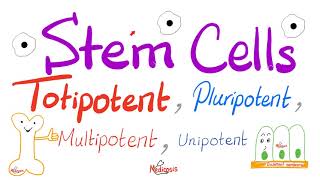 Stem Cells Types Totipotent Pluripotent Multipotent and Unipotent  Teratogens  Biology [upl. by Meakem493]