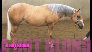 A HOT BLOND  2018 AQHA PALOMINO ALL AROUND SHOW HORSE [upl. by Hannie]